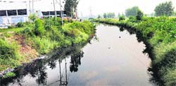 Kalasanghian drain passing through Jalandhar. A Tribune photograph