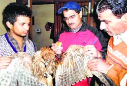 The injured eagle and (right) the youth shows an injury on his neck. Tribune Photographs
