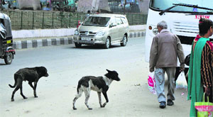 Stray dogs roam freely on a road in Jammu