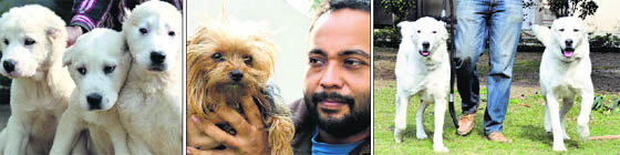 Pups of the alabai breed; (center) Dr Jaspreet Singh with his Australian silky terrier, and (right) a pair of the alabai breed.