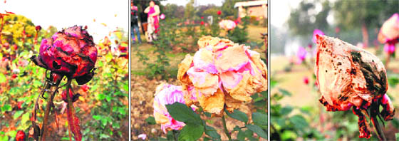 The much-awaited Rose Festival is nearing, but varieties of the flower such as Aswini, Lemon Spice and Medusa are withering for want of upkeep at Rose Garden, Sector 16, Chandigarh.