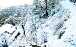 Mussoorie was covered with a thick blanket of snow. Road services were disrupted on the Mussoorie-Dhanaulti- Chamba route on Saturday. A tribune photograph