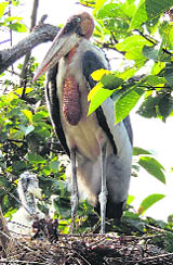 A Greater Adjutant Stork with its chick at the Dadara nesting colony in Assam.