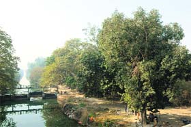 A view of the proposed site for a park to be set up along the UBD Canal from Tara Wala Pul to Sultanwind Road in Amritsar