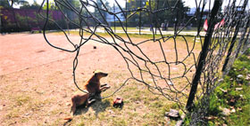 The volleyball-cum-badminton court in Sector 35-A lies in neglect.