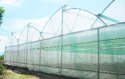 Of the 900 net house farms in Punjab, 177 are in Hoshiarpur district. Tribune photo