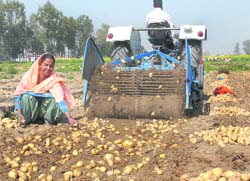 A woman at work in a potato field near Jalandhar. Tribune Photo: Malkiat Singh