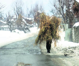 A man carries dry grass for his cattle in snow-bound Maha Gund, 66 km east of Srinagar, on Monday.