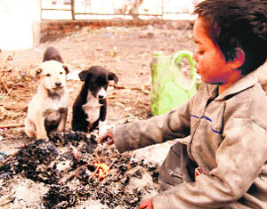 A poor boy sits beside the warmth of a bonfire with puppies to get relief from the severe cold in Dehradun on Tuesday. 