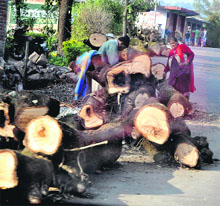 Felled mango trees on the roadside at Bagli village near Dharamsala on Tuesday.