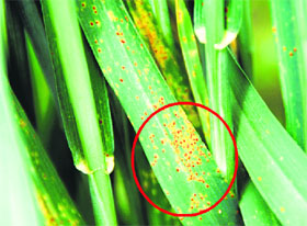 The yellow-orange coloured spores of the disease.