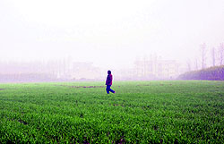 A man crosses a field during a foggy morning in Dehradun on Wednesday