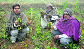 Farmers show damaged plants at Ahirka village in Jind district.