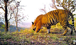 A tiger looks down at the Kotdwar township standing on a ridge line in the Rajaji-Corbett corridor