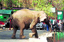 An elephant crosses a road near Kotdwar. Blockages in corridors have resulted in man-animal conflict