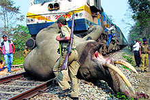 Its common to see tuskers hit by trains