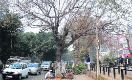 MC workers axing a tree on Pakhowal Road on Saturday. 