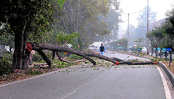 Trees being axed on the airport road in Amritsar