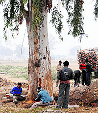 Trees being axed on the airport road in Amritsar