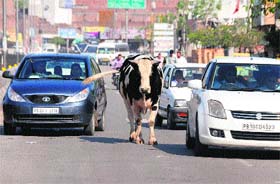 Lost in the milling crowd, a stray cattle moves parallel to cars on GT Road, in the heart of the city
