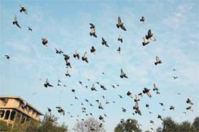 Savouring the sun: Pigeons take flight on a sunny day near the Rose Garden in Bathinda on Sunday