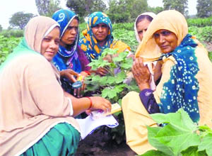Village women of Nidani, Jind, are proud of the farm produce.