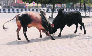 Cattle fights like this prove fatal for the passersby.