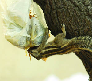 A squirrel searches for food in a polythene bag.