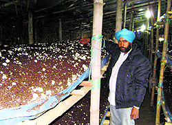 Leading mushroom grower of Sangrur district Jaspal Singh in his mushroom shed in Khanal Khurd village (near Dirba) in Sangrur district