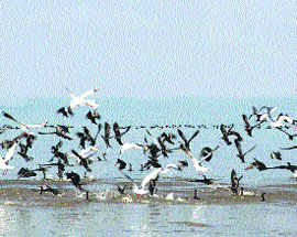 Migratory birds throng the Pong lake.
