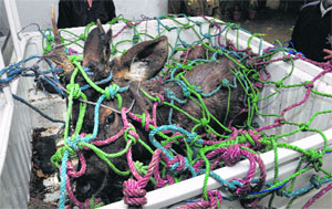 A sambar rescued from Suranussi kept in confinement in Jalandhar on Wednesday.