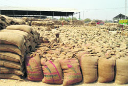 Tonnes of foodgrain have perished as these are stacked in the open. Tribune file photo