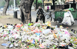 A sweeper collects garbage at Phase IV in Mohali on Saturday. Tribune photo: Vicky Gharu