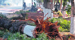 Workers axe trees at Punjab Agricultural University in Ludhiana. Tribune photo: Himanshu Mahajan