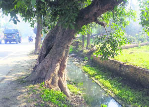 Old trees pose threat to people moving on various cantonment roads in Jalandhar. 