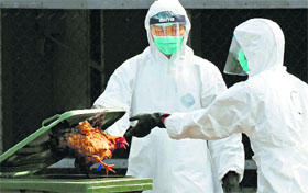 A health worker throws a killed chicken to a rubbish bin after suffocating them by using carbon dioxide at a wholesale poultry market in Hong Kong on Tuesday.