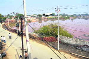 A view of a pond in the Amarpura Basti area in Bathinda.