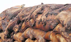 Rotten wheat at the new grain market in Karnal on Wednesday