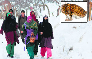 Schoolchildren walk down a snow-covered road in south Kashmir's Shopian district; and (inset) a leopard in snow-covered Dachigam National Park on the outskirts of Srinagar on Wednesday. Tribune photos: Amin War