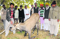 The injured nilgai that was rescued by the villagers at Bandi village in Bathinda. a file photo