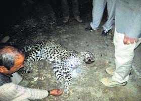 The carcass of a leopard found in the upper Chamba range on Wednesday