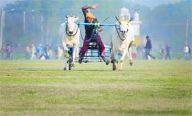 Race against time: A jockey participates in the time-trial bullock cart race on the opening day of the 78th Kila Raipur Sports Festival on Thursday