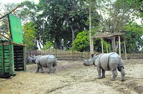 Rhinos get into a crate at the CWRC for shifting to Manas National Park in Assam on Monday