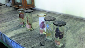 Specimens of animals recovered from St Soldier International Convent School in Mohali on Friday.