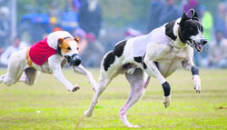 Greyhound racing under way on the second day of the 78th Kila Raipur Sports Festival. Tribune photo: Himanshu Mahajan