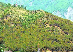 Forests are the last available public lands