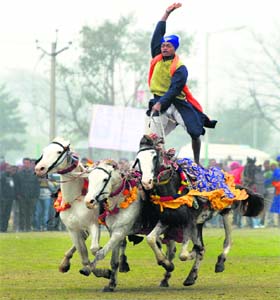 A Nihang Singh shows his riding skills on the third day of the Kila Raipur Sports Festival on Saturday