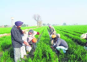 Farmers plant 'mentha' at Badhni Khurd village in Moga