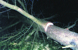 The illegally felled deodar tree in the Sukretha forest in Chamba on Saturday