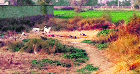 The dumping site for carcasses in Amritsar.